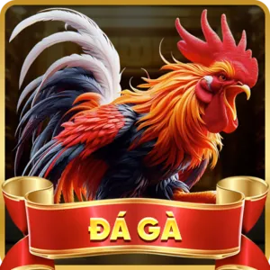 Đá gà cựa sắt mạnh mẽ